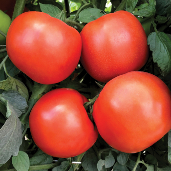 Rambler Hyb Tomato