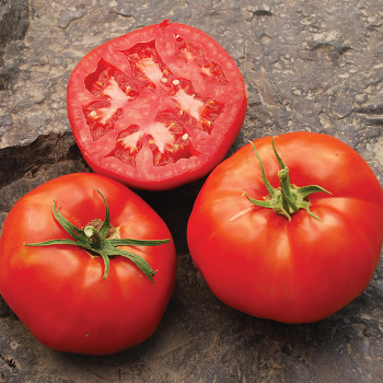 Tomato, Rutgers 250