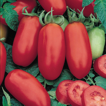 Tomato, San Marzano