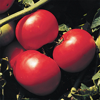 Supersonic Hybrid Tomato