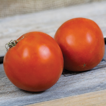 Tomato, Supersonic Hybrid 