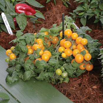 Tomato, Sweet 'N' Neat Yellow 