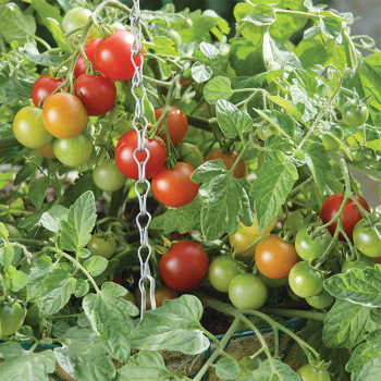Terenzo Hybrid Tomato