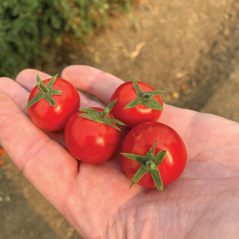 Unicorn Hybrid Tomato