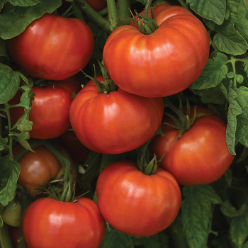 Tomato, WonderStar Red Hybrid