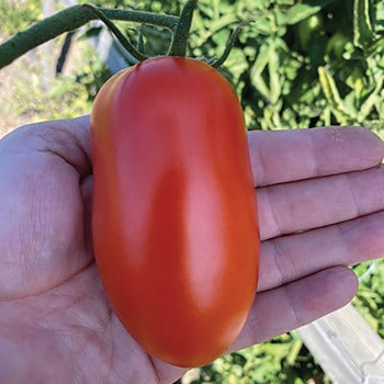 Zenzei Hybrid Tomato