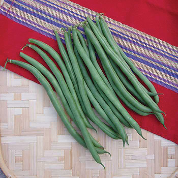 Bean, Bush, Provider