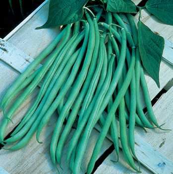 Bean, Pole, Fortex