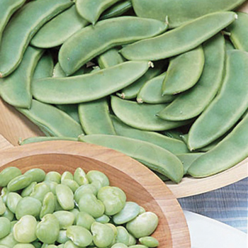 Bean, Bush, Fordhook 242 Lima