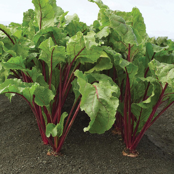 Beet, Red Ace Hybrid