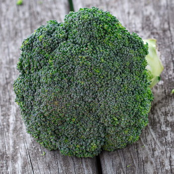 Broccoli, Belstar Hybrid