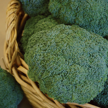 Castle Dome Hybrid Broccoli