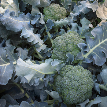 Broccoli, Godzilla Hybrid 