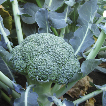 Lieutenant Hybrid Broccoli