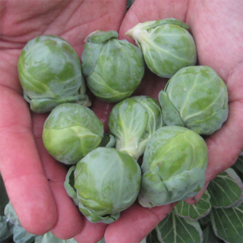 Hestia Hybrid Brussels Sprouts