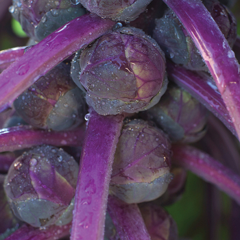 Redarling Hybrid Brussels Sprout