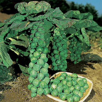 Jade Cross Hybrid Brussels Sprouts
