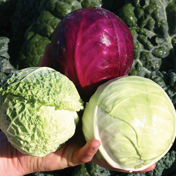 Cabbage, Jung's Babies Triplet Hybrid