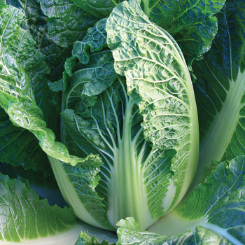 China King Hybrid Chinese Cabbage