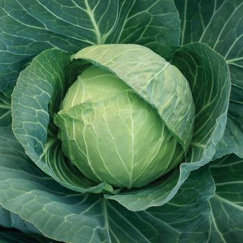 Headstart Hybrid Cabbage