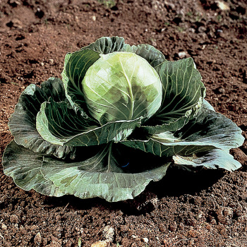 Golden Cross Hybrid Cabbage