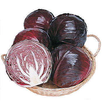 Ruby Perfection Hybrid Cabbage