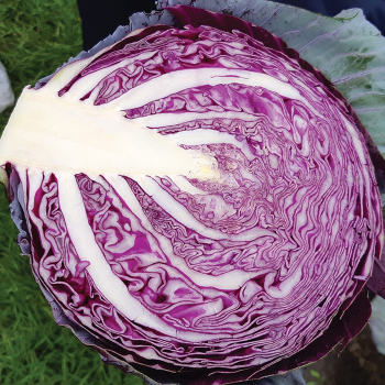 Cabbage, Riva Hybrid