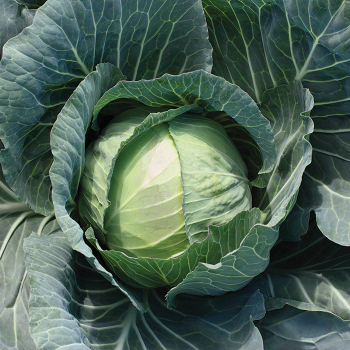 Primo Vantage Hybrid Cabbage