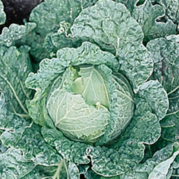 Savoy King Hybrid Cabbage