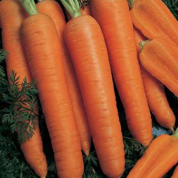 Carrot, Napoli Hybrid