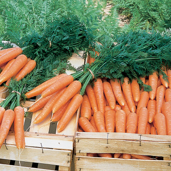Carrot, Bolero