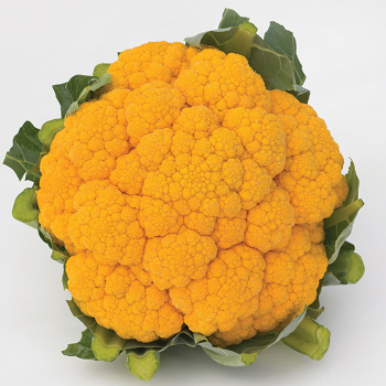 Clementine Hybrid Cauliflower