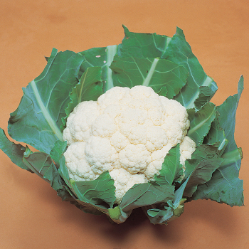 White Corona Hybrid Cauliflower