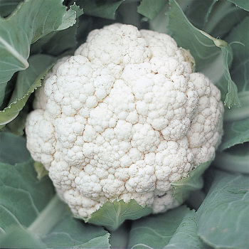 Snow Crown Hybrid Cauliflower