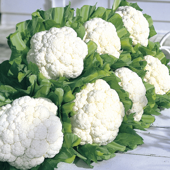 Cauliflower, Snow Crown Hybrid