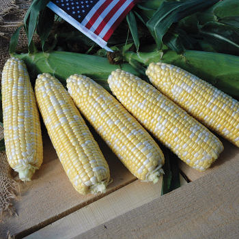 American Dream Hyb Sweet Corn
