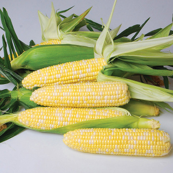 Sweet Corn, Nirvana Bicolor Hybrid