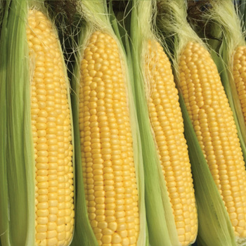 Sweet Corn, Moonshine Yellow Hybrid