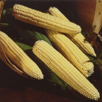 Northern Extra Sweet Hybrid Sweet Corn