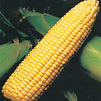 Sweetie 82 Hybrid Sweet Corn