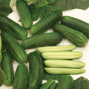 Cucumber, Diamant Hybrid