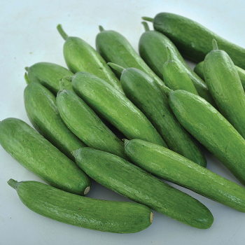 Green Light Hybrid Cucumber