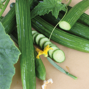Kosara Hybrid Cucumber