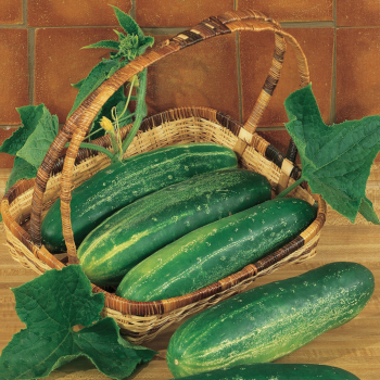 Cucumber, Straight Eight 