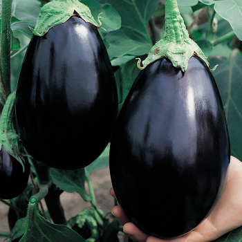 Eggplant, Black Beauty 