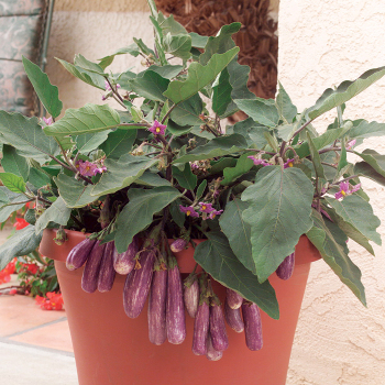 Eggplant, Fairy Tale Hybrid 