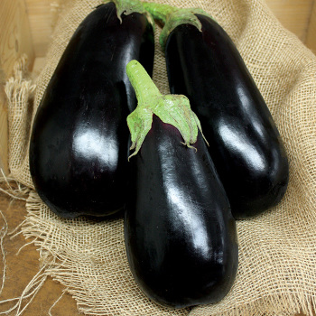 Eggplant, Nadia Hybrid