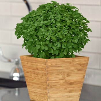 Kitchen Minis™ Bonsai