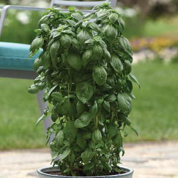 Basil, Everleaf™ Emerald Towers 