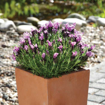 Bandera Purple Lavender
